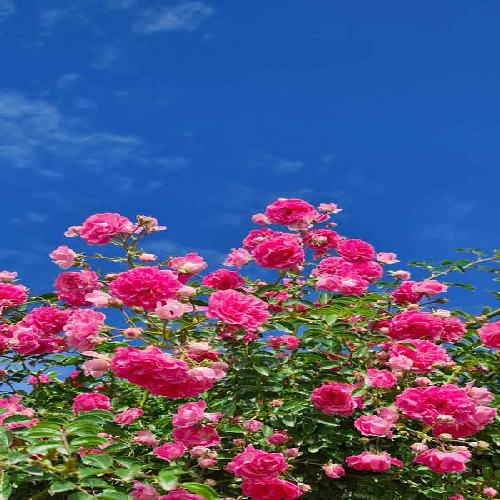 بهار لطیف قیزی سوگیم هوسیمسن ایستی نفسیمسن